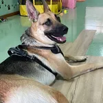 Creche Canina Matosinhos  5