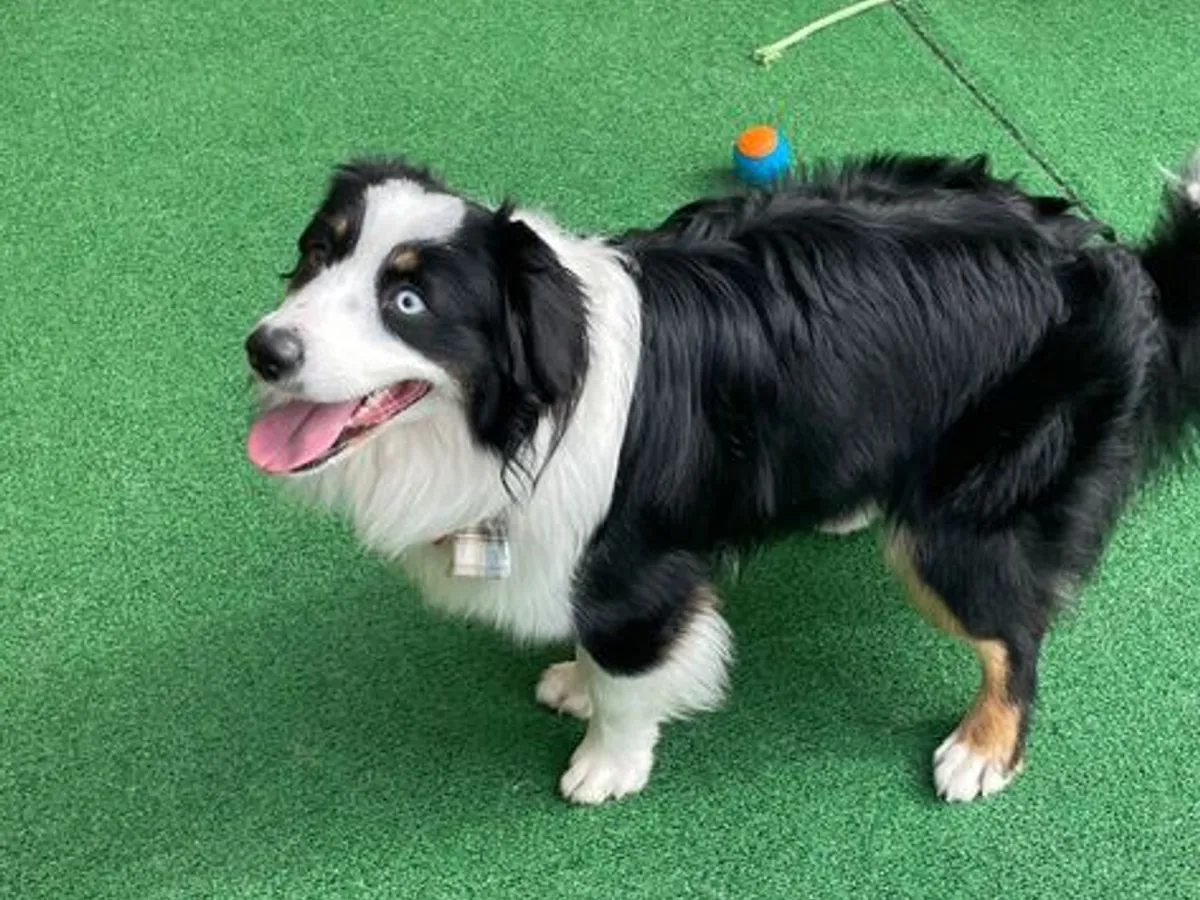 Creche Canina Matosinhos 