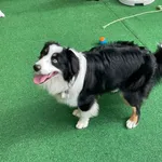 Creche Canina Matosinhos  6