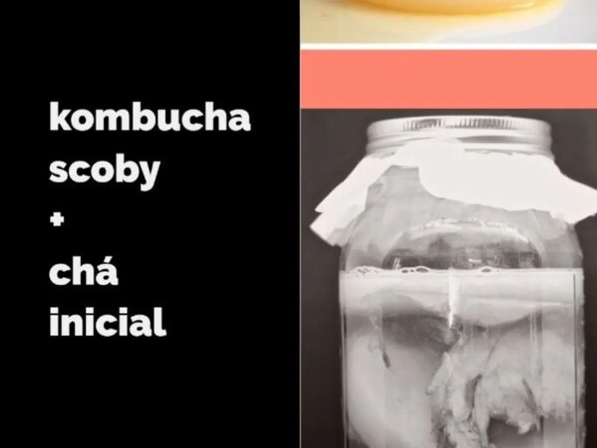 Kombucha scoby + starter Bio