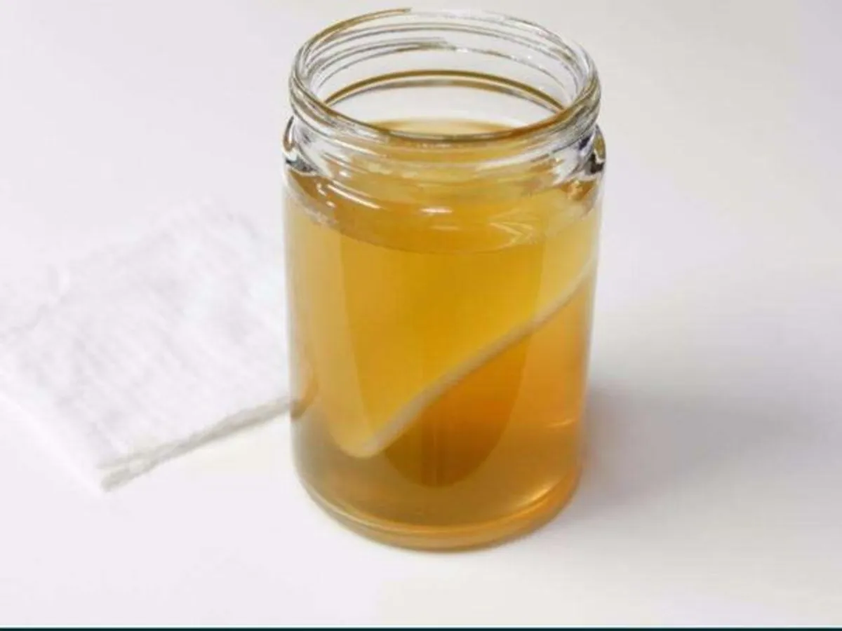 Kombucha scoby + starter Bio