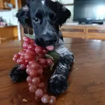 Cockeres disponiveis  1