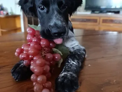 Cockeres disponiveis 