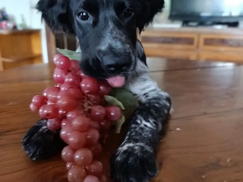 Cockeres disponiveis 