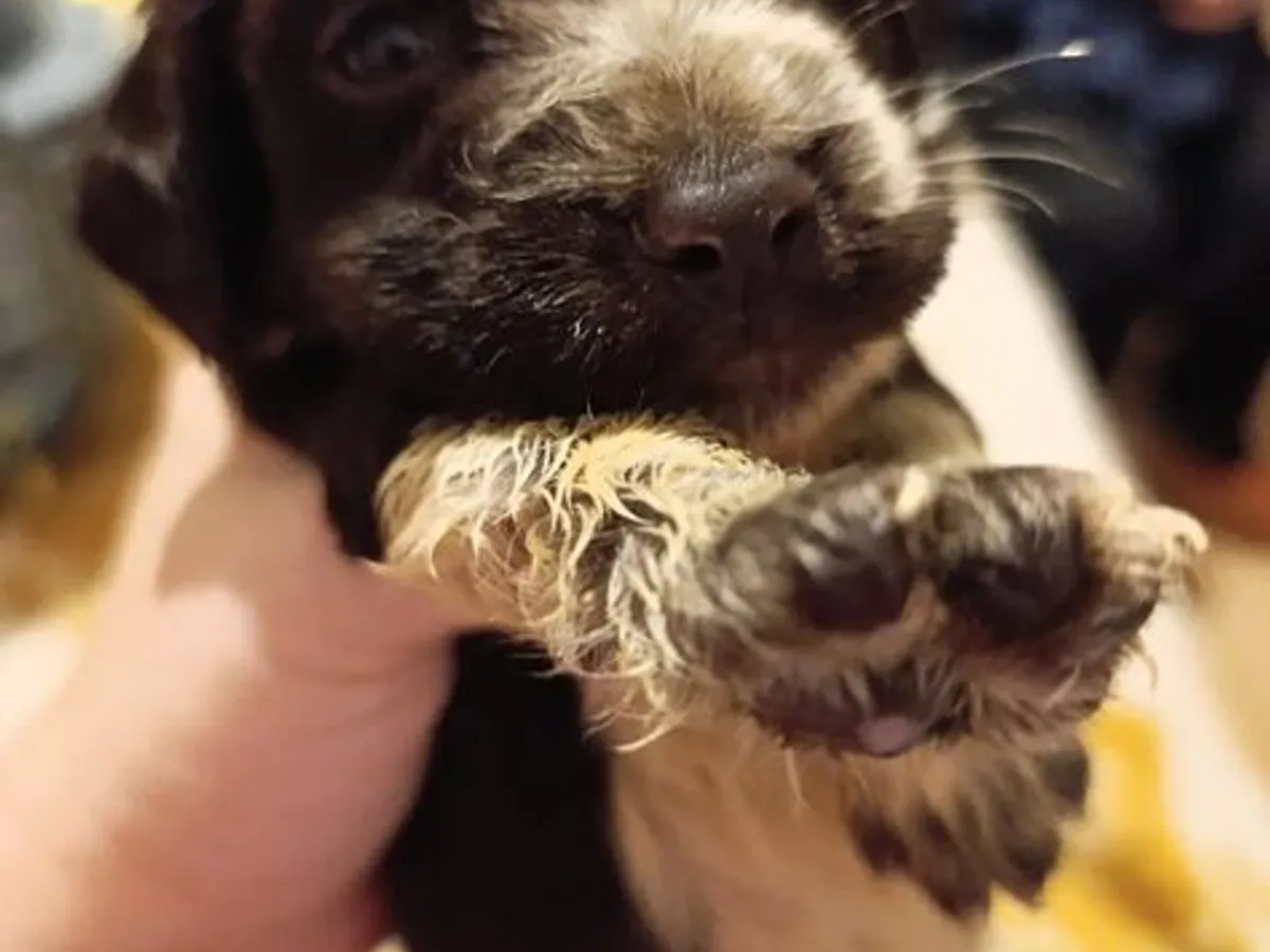 Cockeres disponiveis 