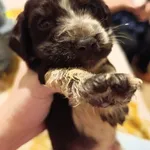 Cockeres disponiveis  2