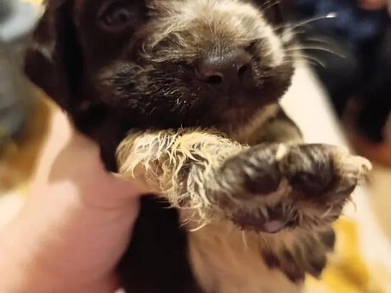 Cockeres disponiveis 