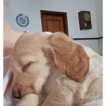 Cockeres disponiveis  3