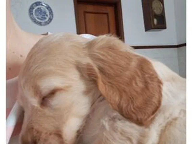 Cockeres disponiveis 