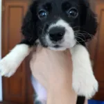 Cockeres disponiveis  4