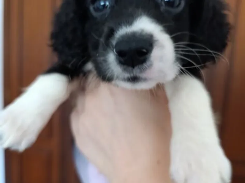 Cockeres disponiveis 