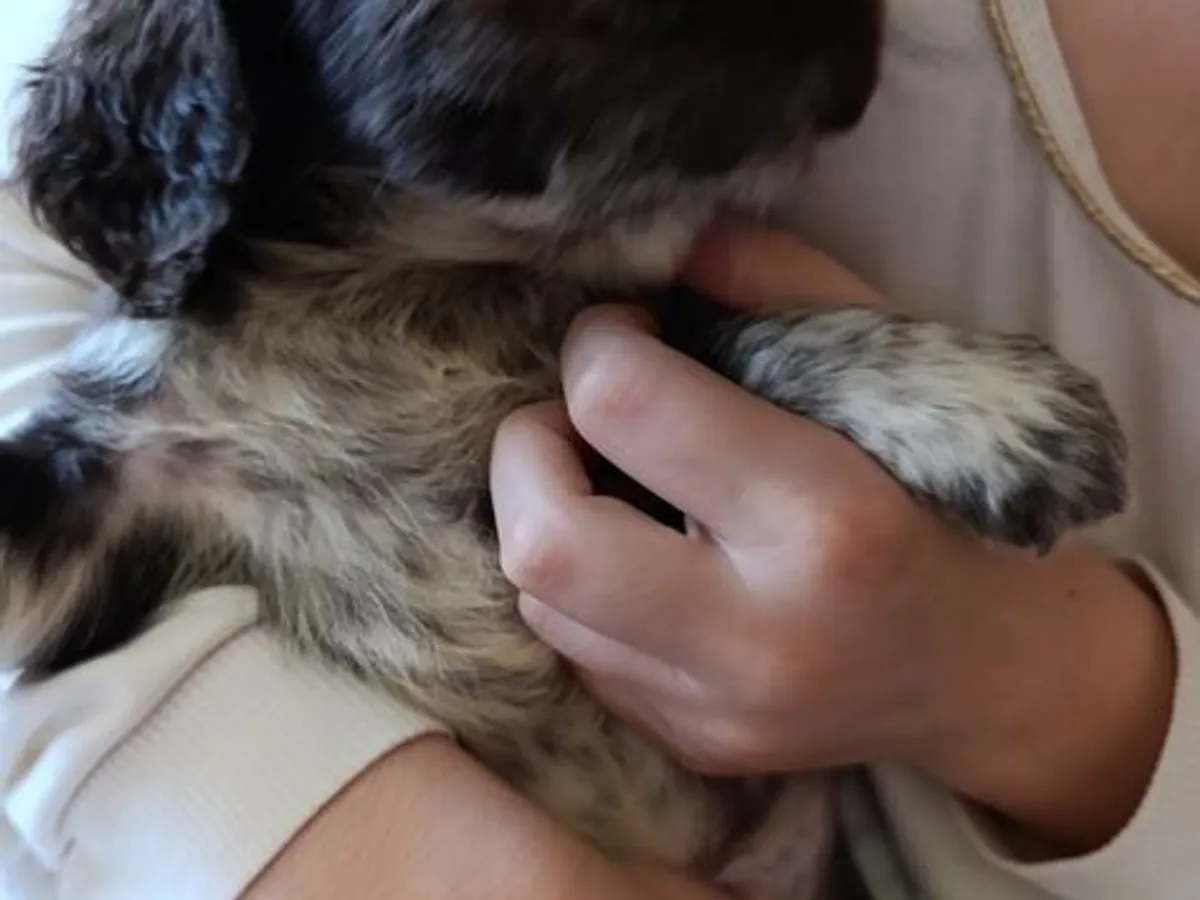 Cockeres disponiveis 