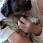 Cockeres disponiveis  5