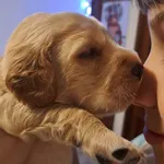 Cockeres disponiveis  6