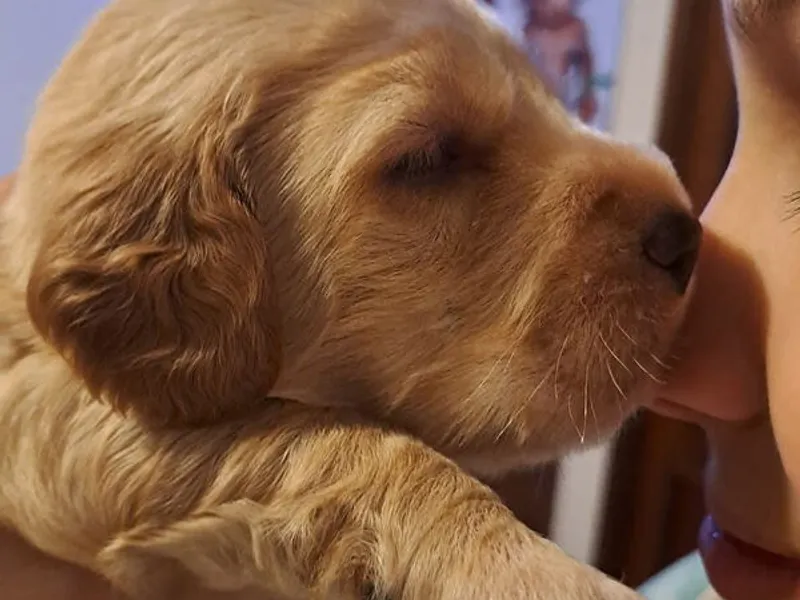 Cockeres disponiveis 