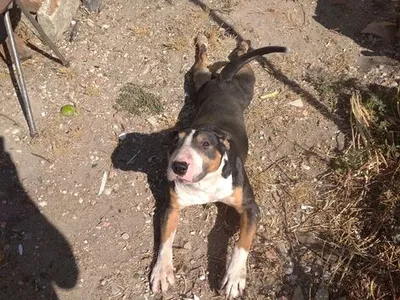 cão Bull terrier adoção 