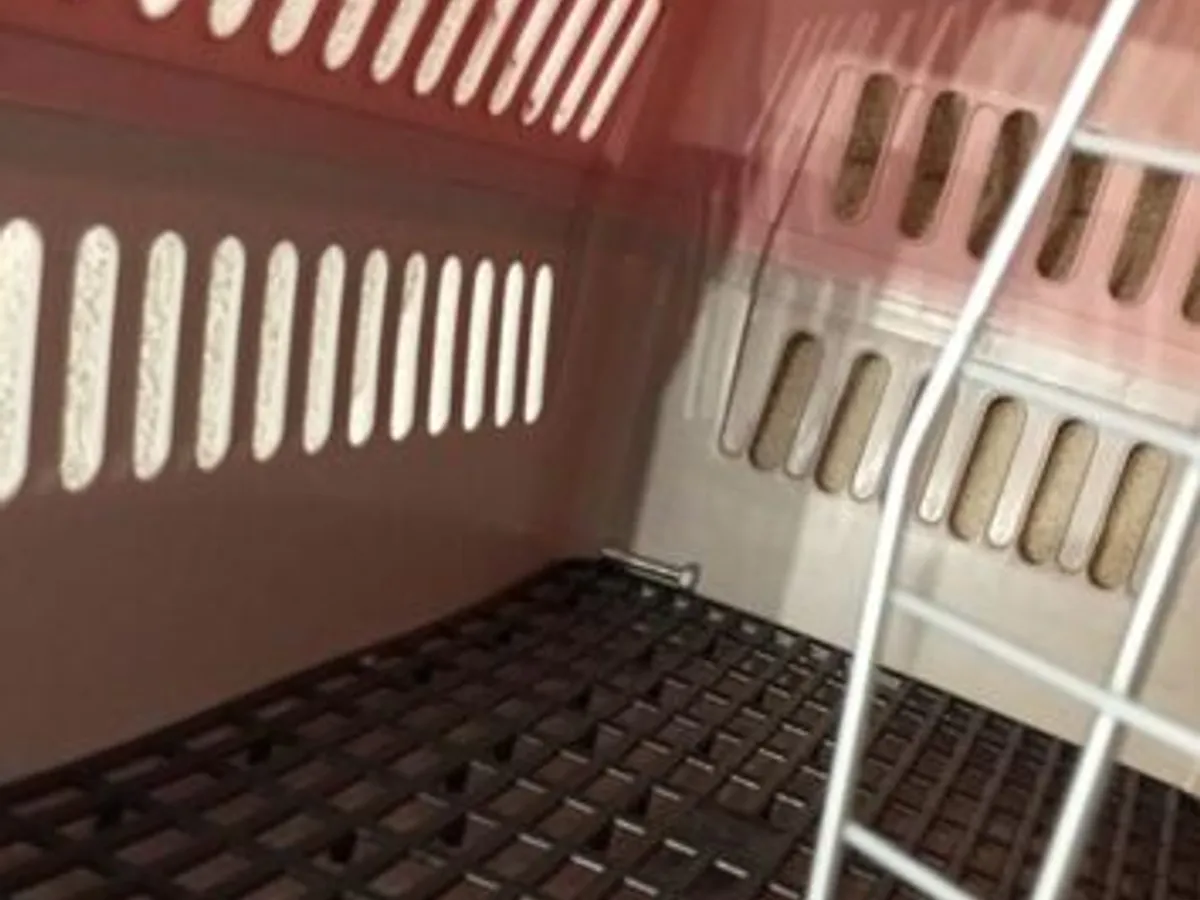 Box transporte de animais Rosa