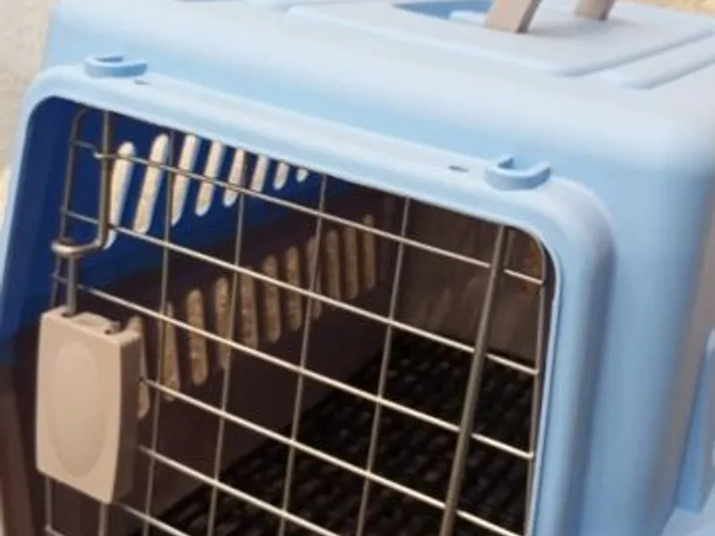 Box transporte de animais Azul
