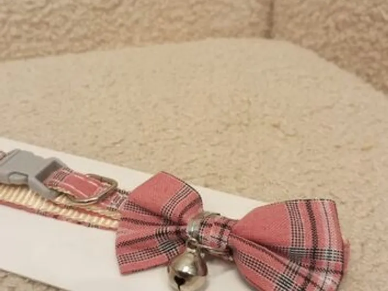 Coleira para gato - Nova