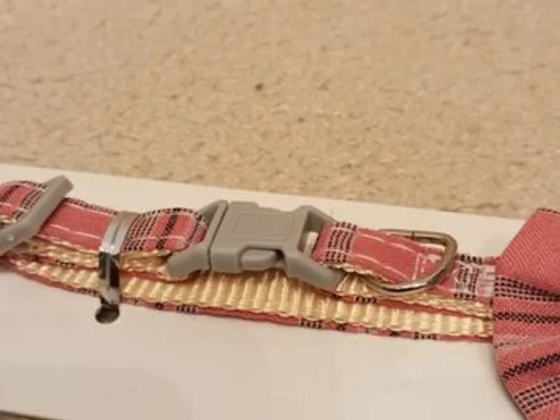 Coleira para gato - Nova