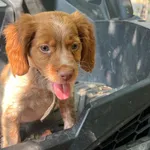 Epagneul bretão com 3 meses 1