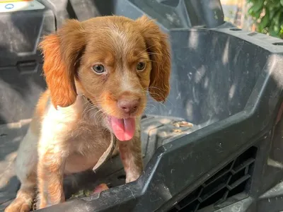 Epagneul bretão com 3 meses