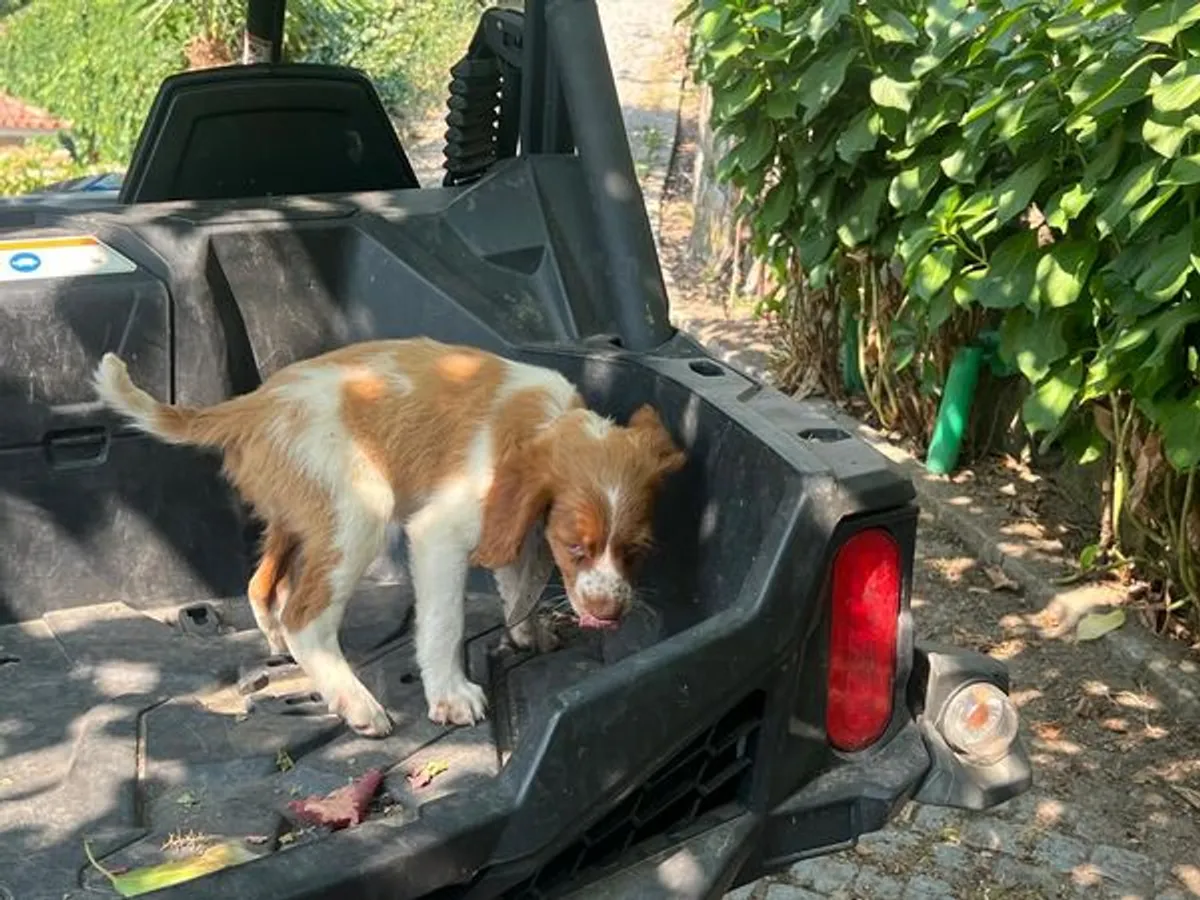Epagneul bretão com 3 meses