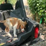 Epagneul bretão com 3 meses 2