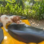 Epagneul bretão com 3 meses 3