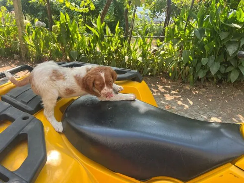 Epagneul bretão com 3 meses