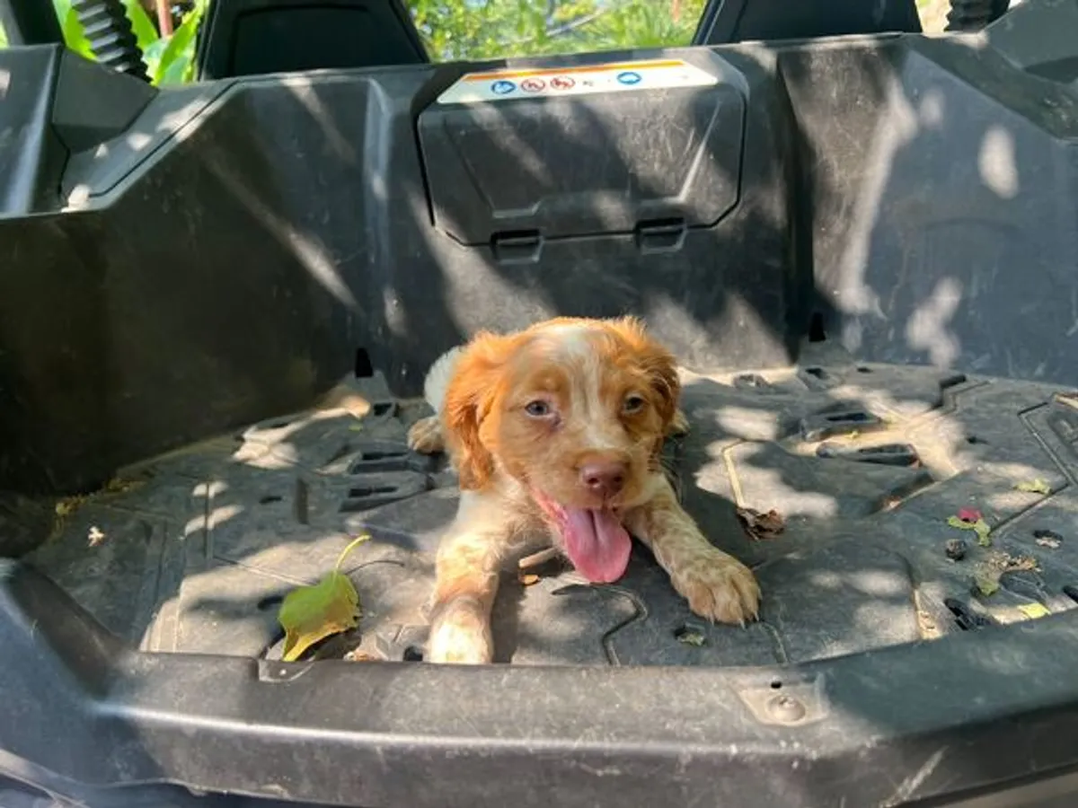 Epagneul bretão com 3 meses