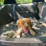 Epagneul bretão com 3 meses 4