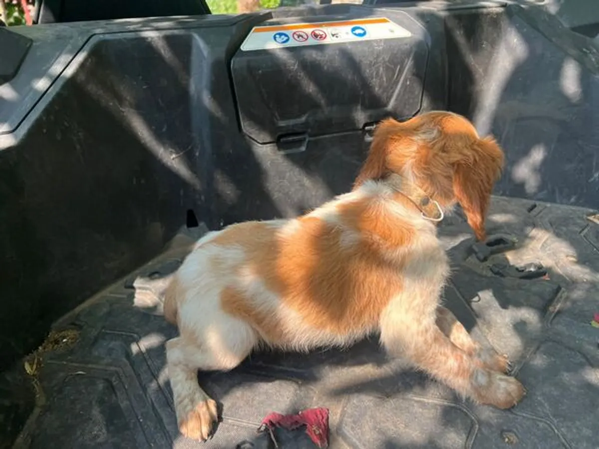 Epagneul bretão com 3 meses