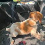 Epagneul bretão com 3 meses 5