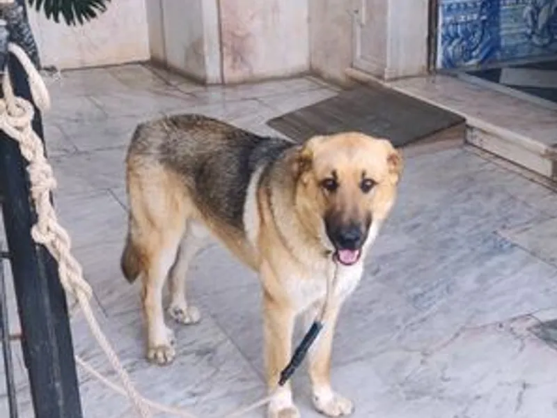 Pastor Alemão vs Pastor Caucasiano PARA ADOÇÃO 