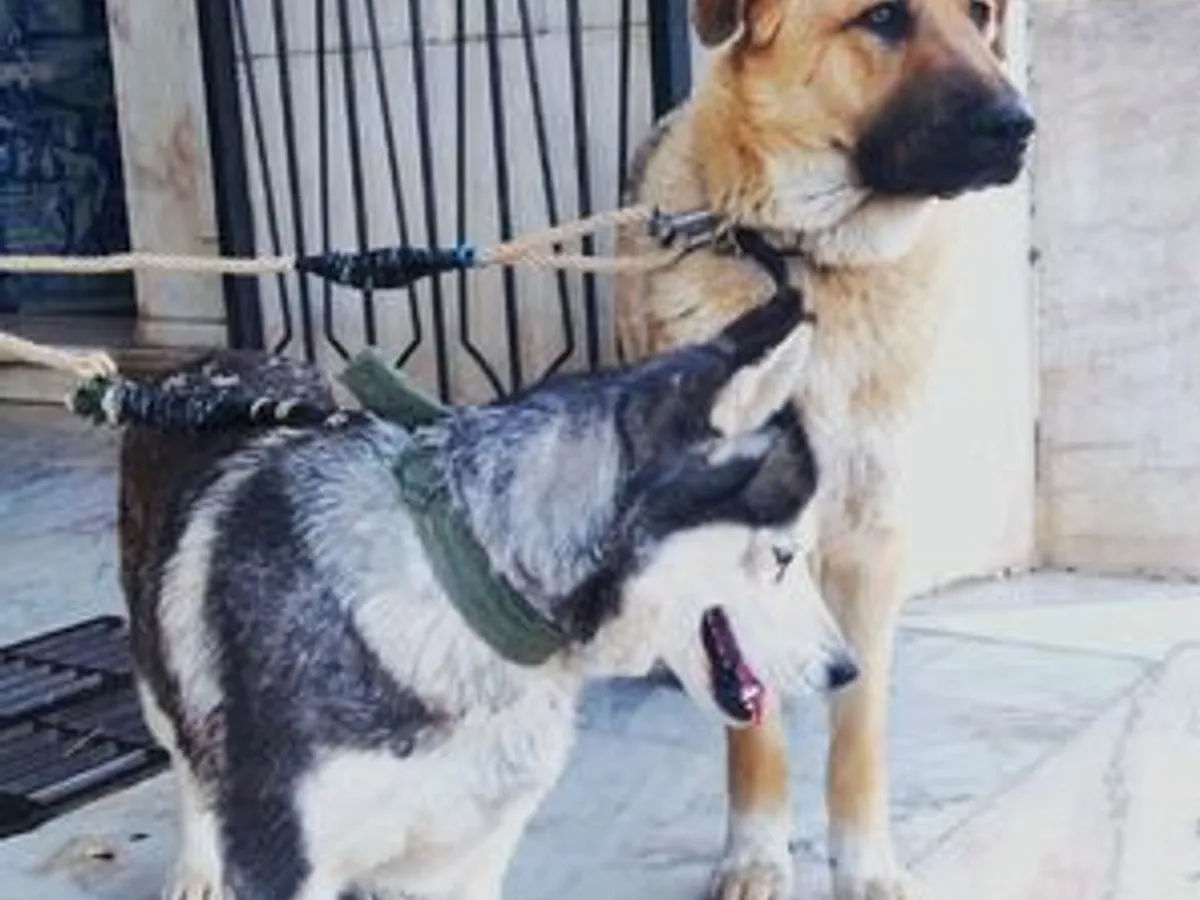 Pastor Alemão vs Pastor Caucasiano PARA ADOÇÃO 