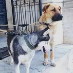 Pastor Alemão vs Pastor Caucasiano PARA ADOÇÃO  3