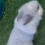 coelho anão ou toy 1