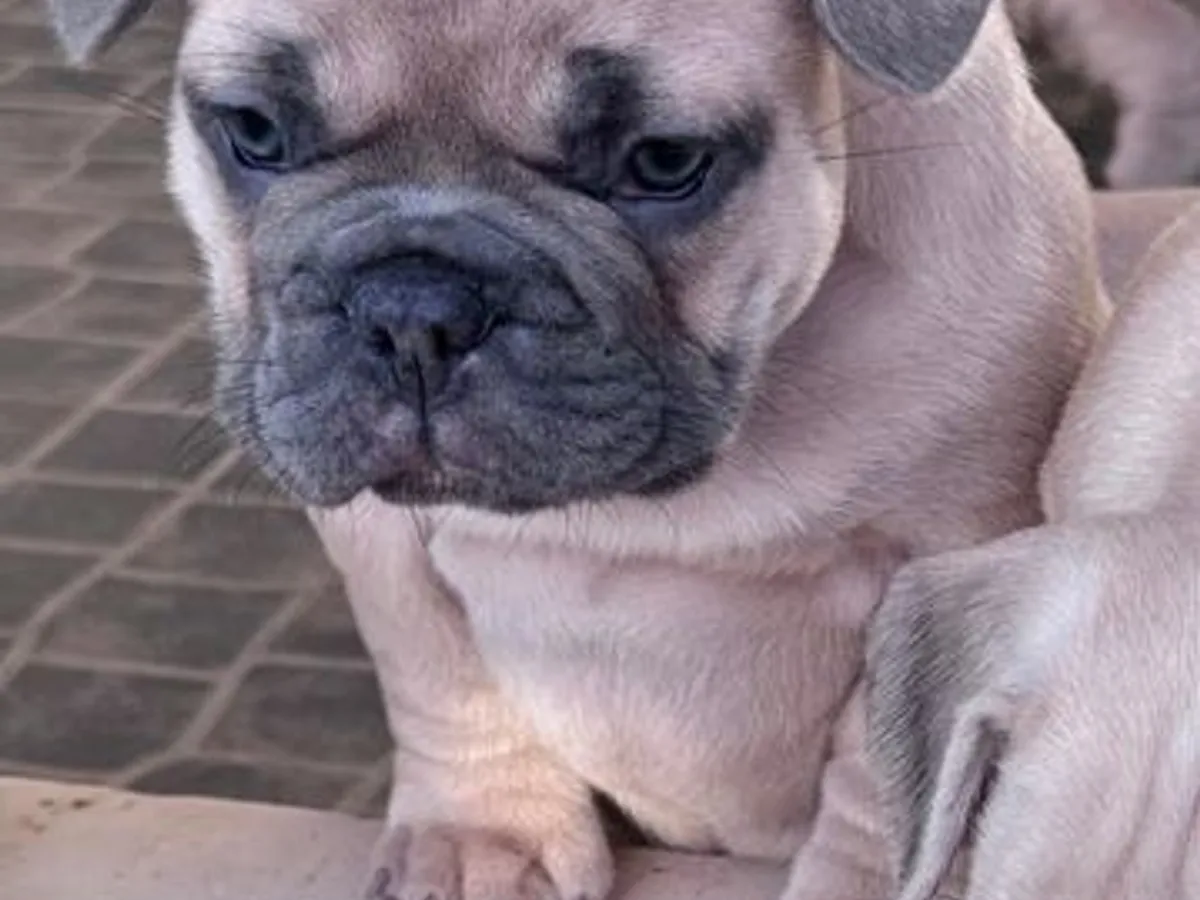 Buldogue Francês Premium – beleza, saúde e tempera