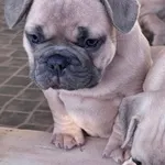 Buldogue Francês Premium – beleza, saúde e tempera 1