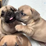 Buldogue Francês Premium – beleza, saúde e tempera 2