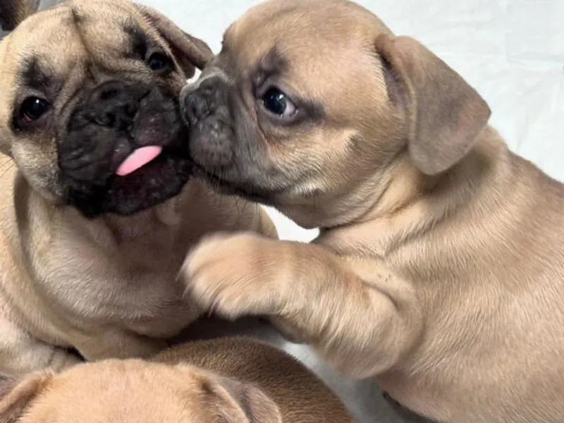 Buldogue Francês Premium – beleza, saúde e tempera