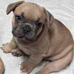 Buldogue Francês Premium – beleza, saúde e tempera 4