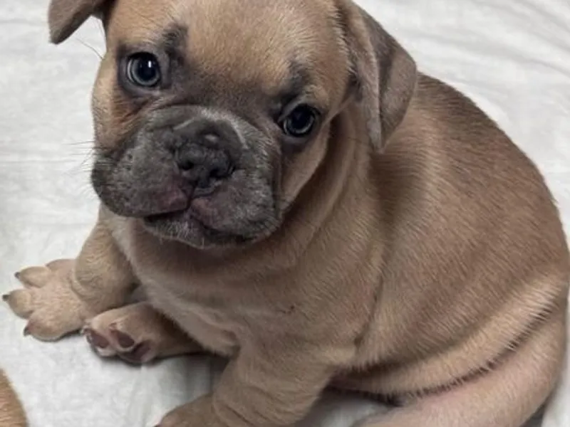 Buldogue Francês Premium – beleza, saúde e tempera