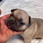 Buldogue Francês Premium – beleza, saúde e tempera 6