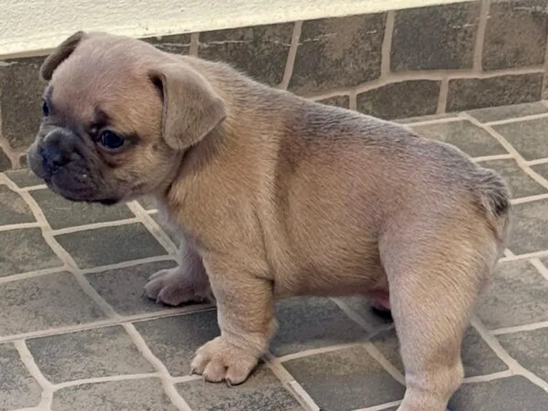 Buldogue Francês Premium – beleza, saúde e tempera