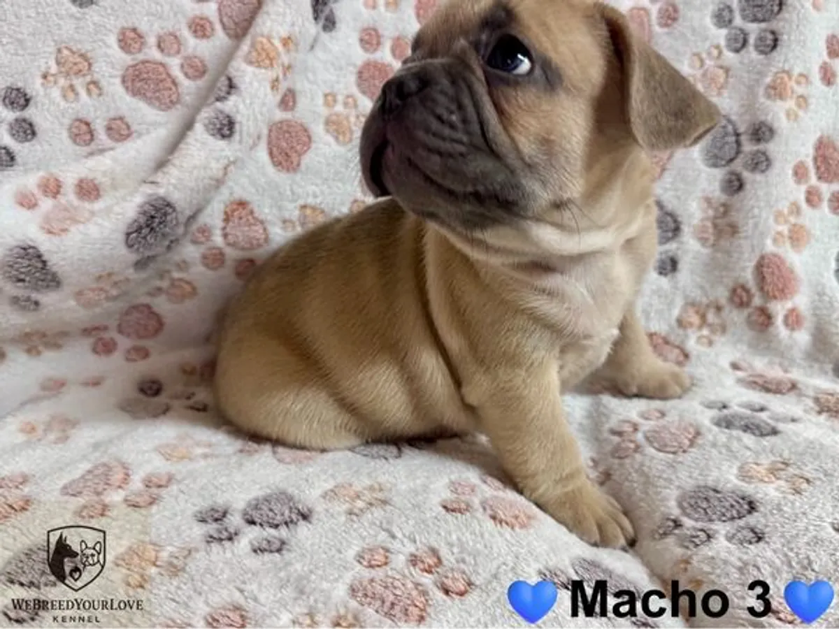 Buldogue Francês Premium – beleza, saúde e tempera