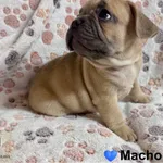 Buldogue Francês Premium – beleza, saúde e tempera 10