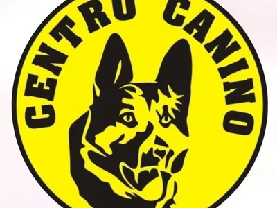 Treino canino porto 