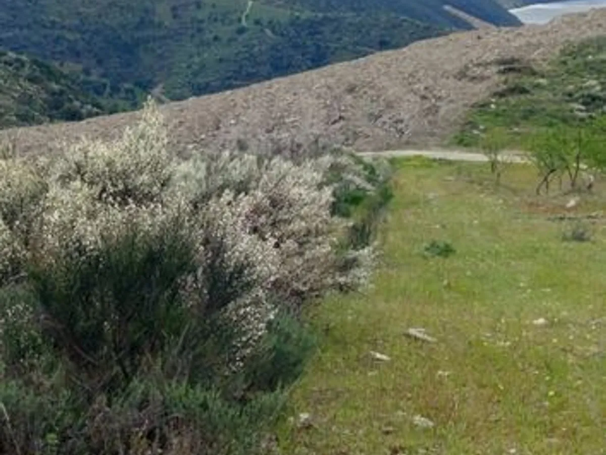Terreno rústico em sequeiros 
